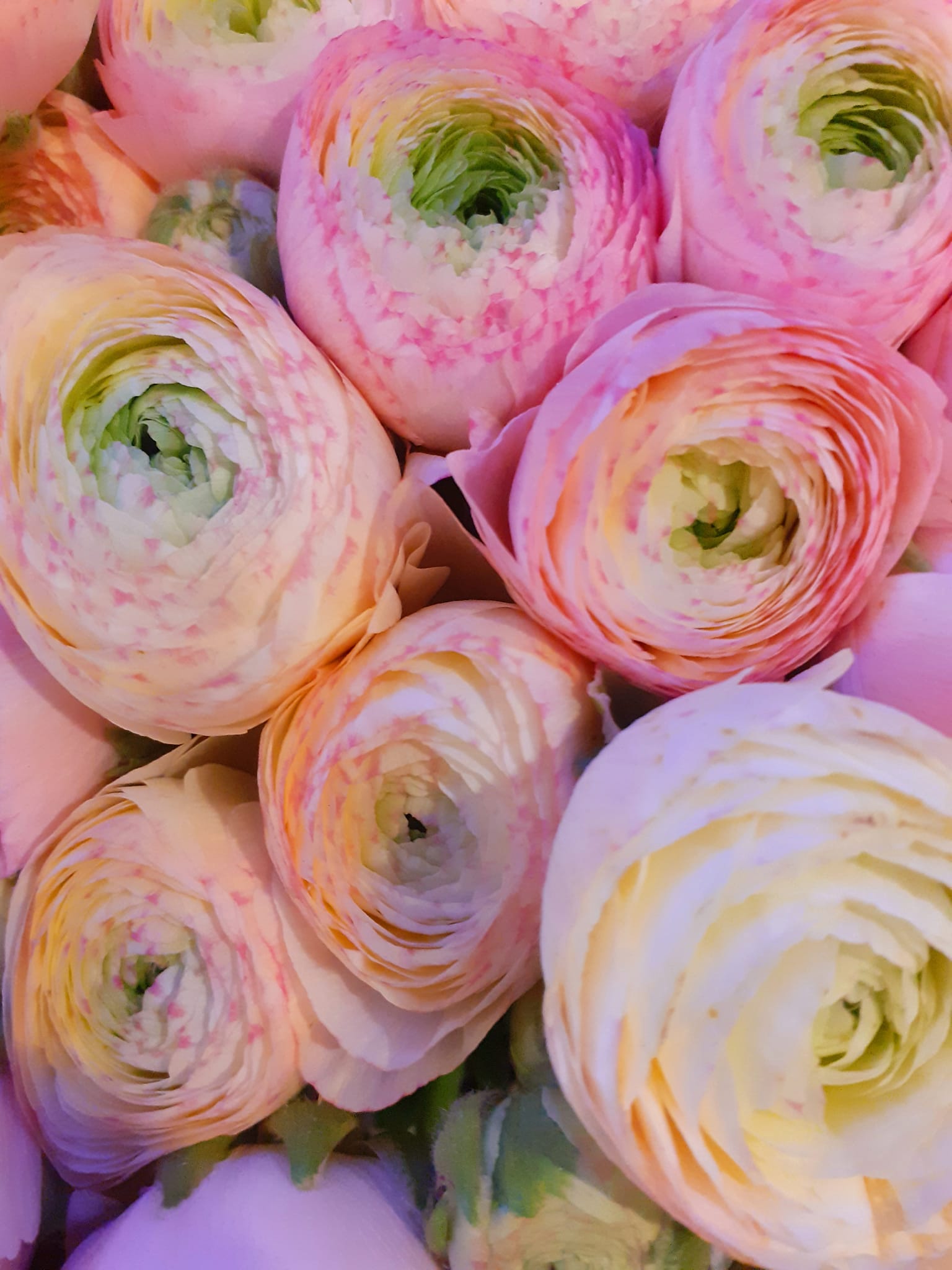 Pour vos bouquets de fleurs ou une plante d'intérieur à Mirande, L'Atelier Floral est à vos côtés